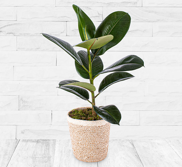 Bild von 123 Flowers Ficus Robusta – Ficus Plant – Fiddle Leaf Fig – Rubber Plant – Houseplants – Indoor Plants – House Plants – Plant Gift Delivery