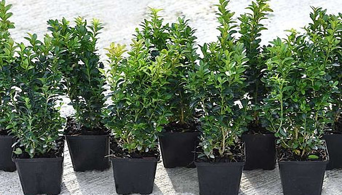 Bild von THOMPSON AND MORGAN Box Hedging – 10, 25 or 50 Plants